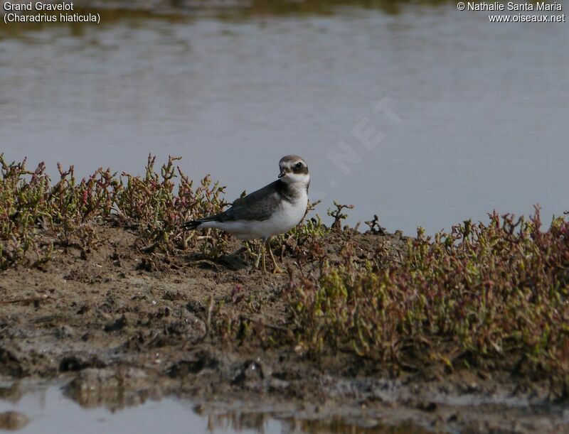 Common Ringed Ploverimmature