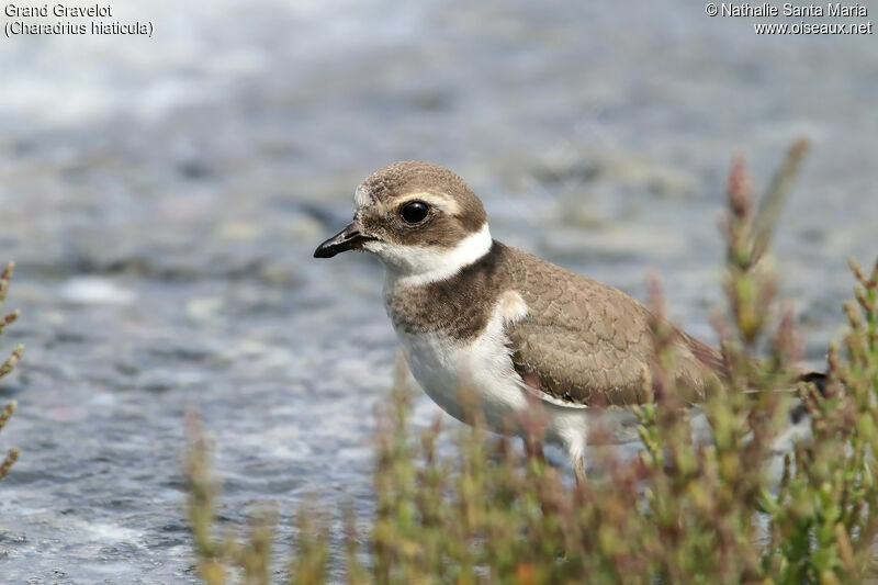 Grand Gravelotjuvénile, identification, habitat, marche