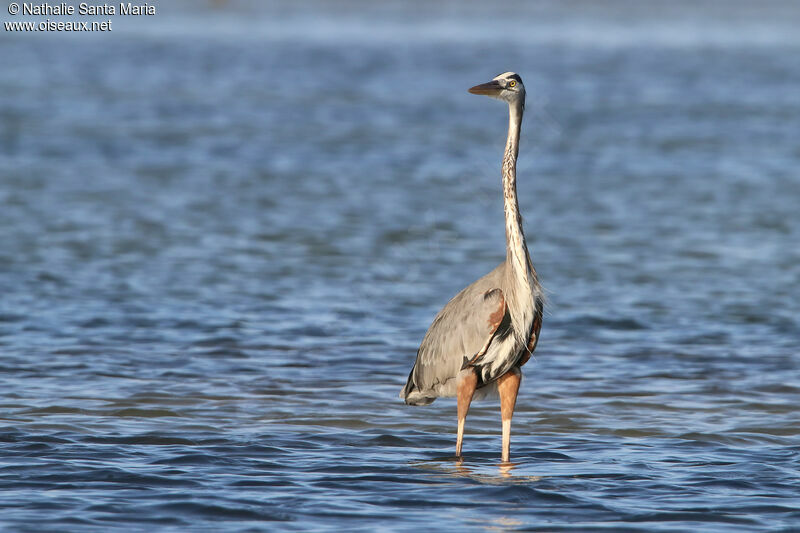 Grand Héronadulte, identification