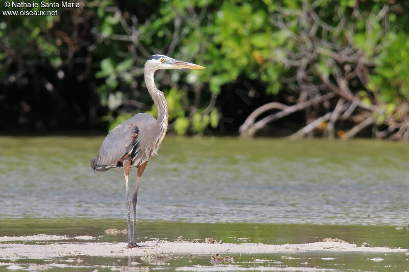 Great Blue Heronadult, identification