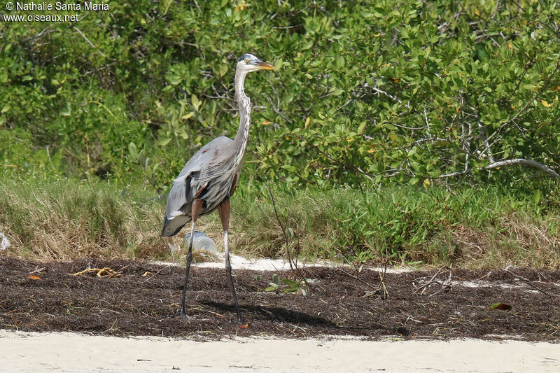 Grand Héronadulte, identification