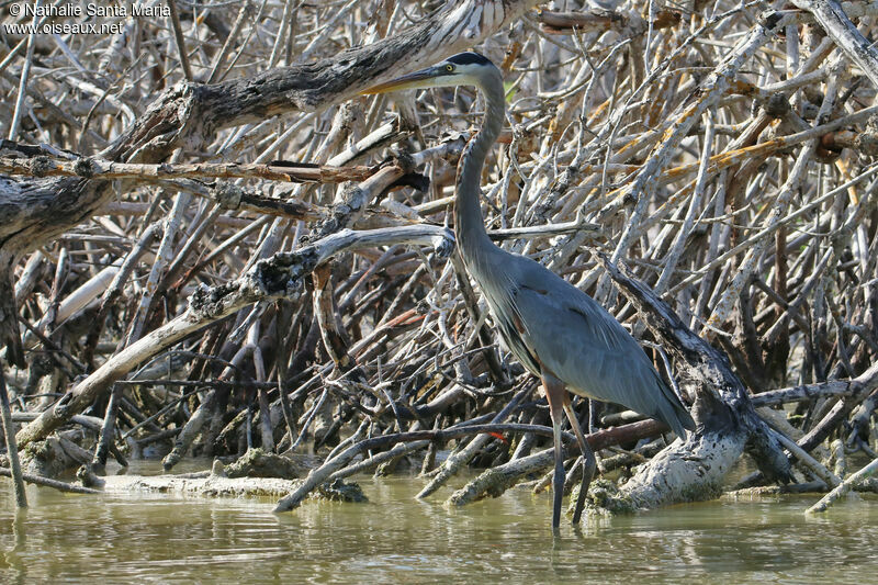 Grand Héronadulte, identification