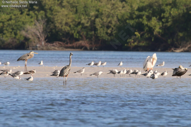 Grand Héronadulte, habitat