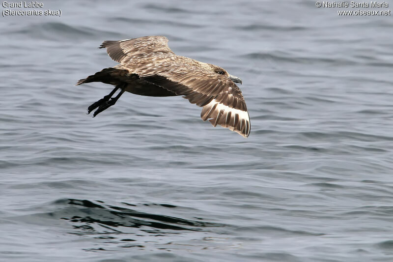 Great Skuaimmature, identification, Flight