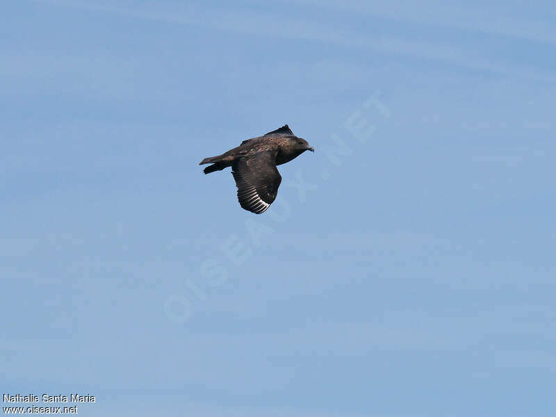 Great Skuaadult, Flight