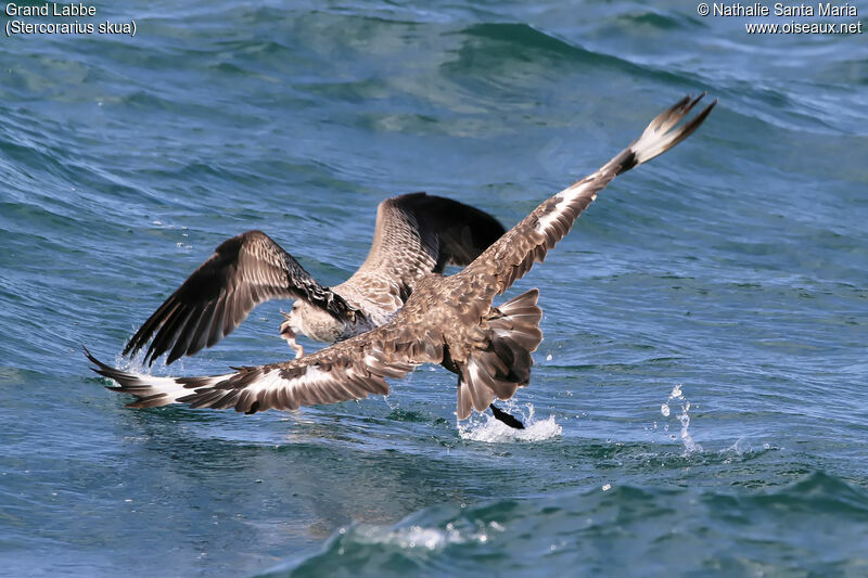 Great Skuaimmature, Flight