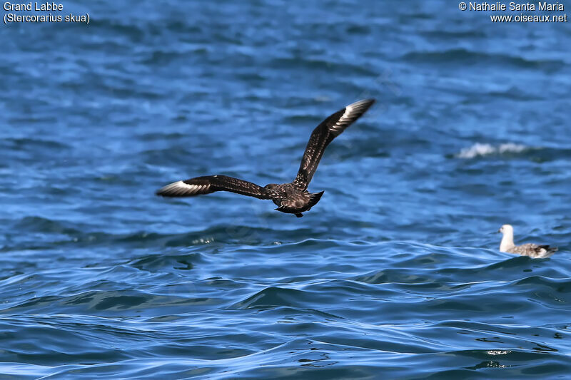 Grand Labbeadulte, identification, Vol, pêche/chasse