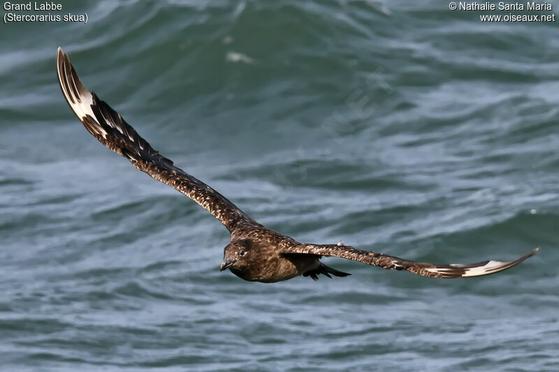 Great Skuaadult, Flight