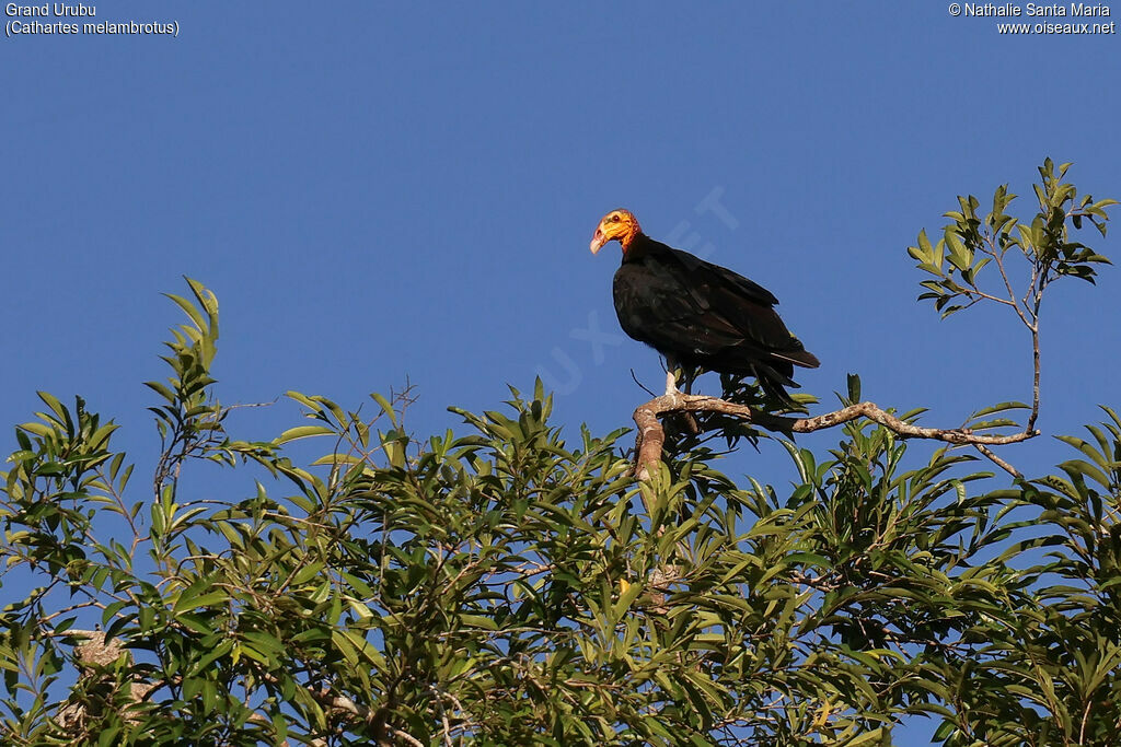 Greater Yellow-headed Vulture