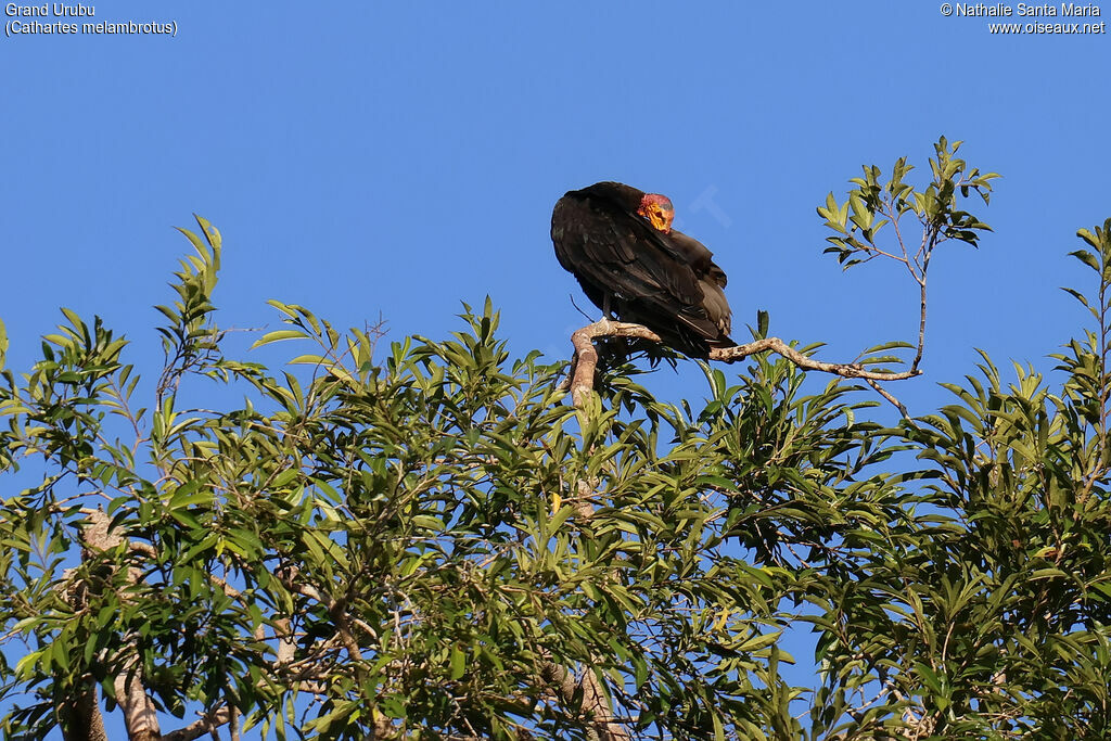Greater Yellow-headed Vulture