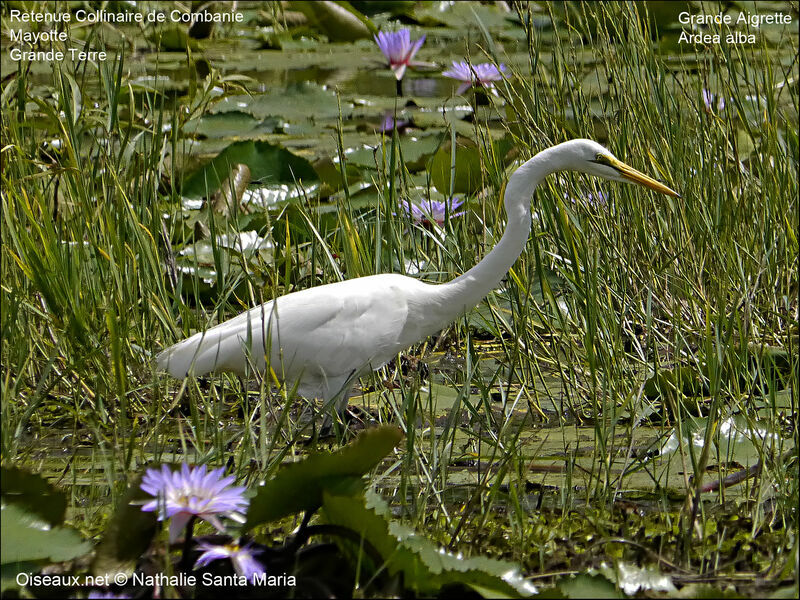 Grande Aigretteadulte nuptial, identification, habitat, marche, pêche/chasse, Comportement