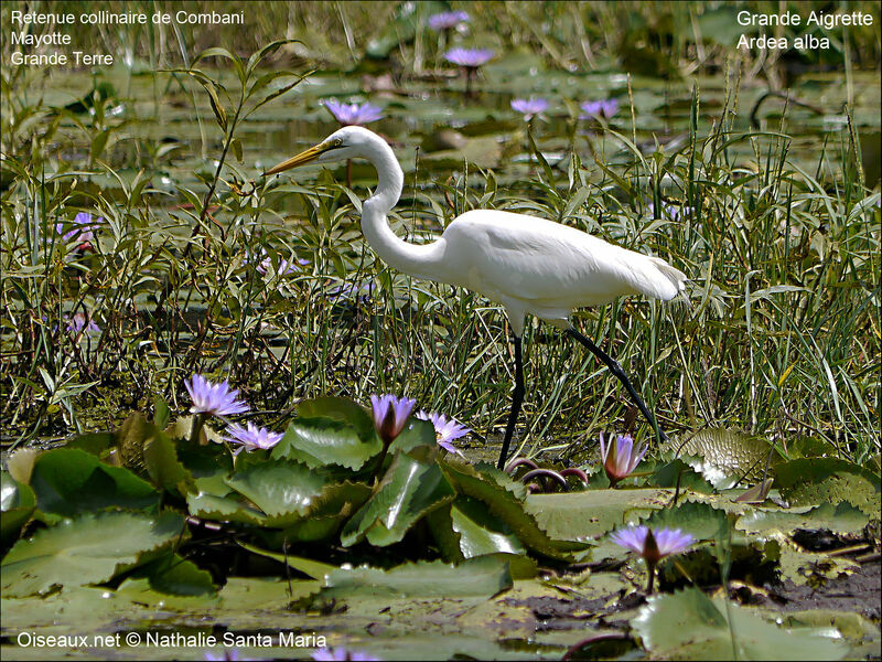 Grande Aigretteadulte nuptial, identification, habitat, mange, Comportement