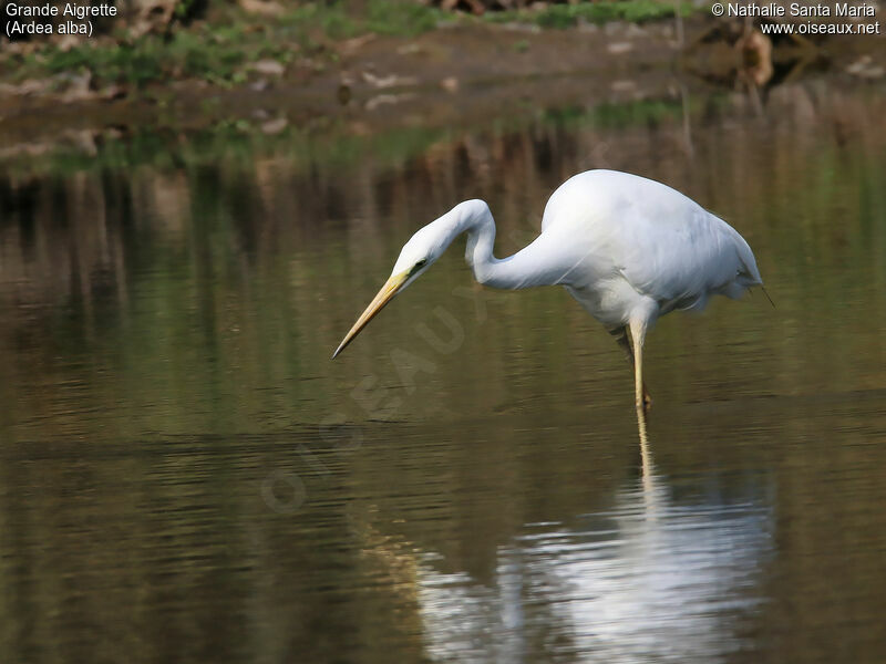 Great Egretadult, identification, habitat, walking, fishing/hunting, Behaviour