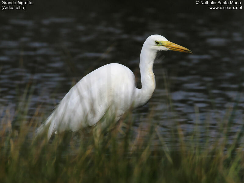 Great Egretadult, identification, walking