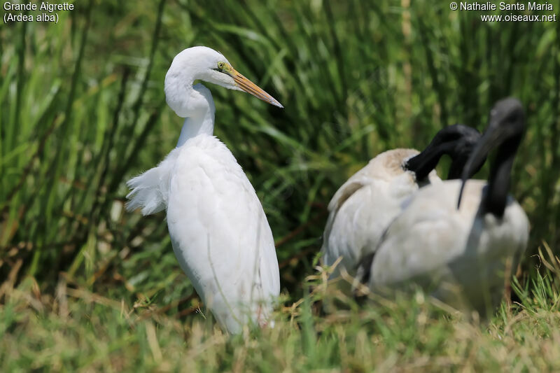 Grande Aigretteadulte, identification, habitat