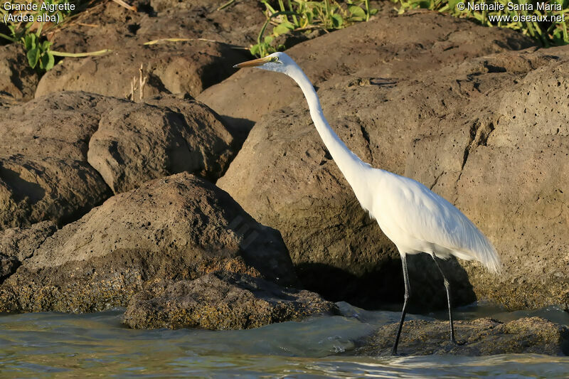 Great Egretadult, identification, habitat