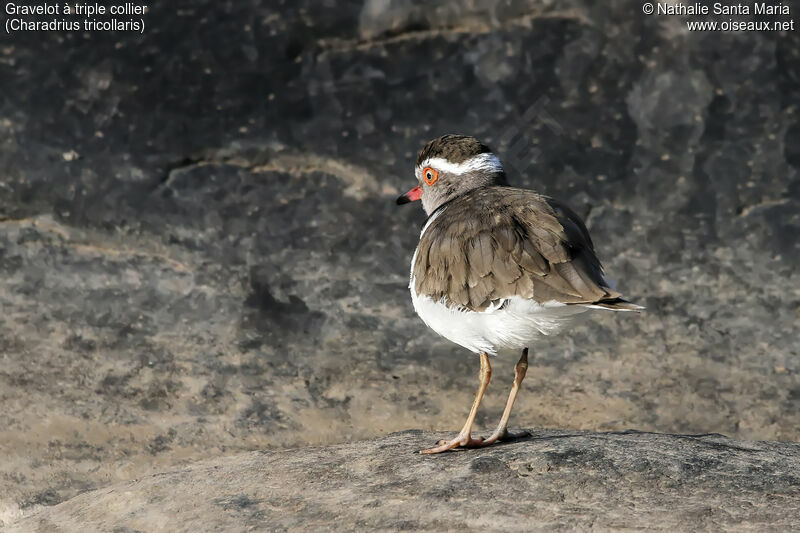 Three-banded Ploveradult, identification