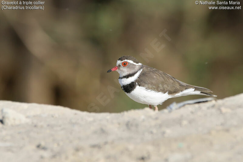 Three-banded Ploveradult, identification