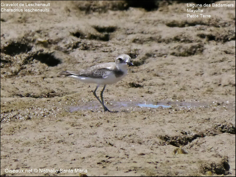 Greater Sand Ploveradult post breeding