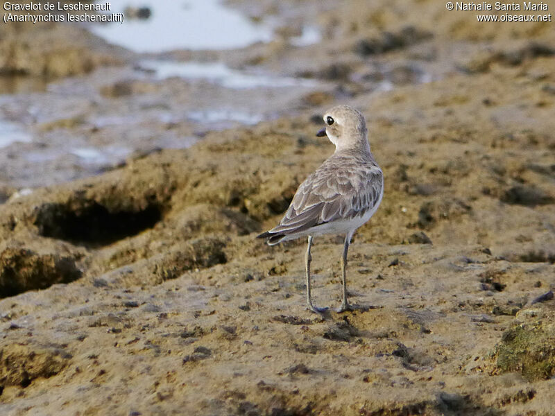 Greater Sand Ploveradult post breeding