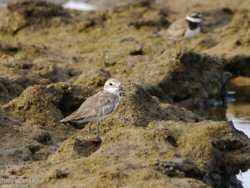 Greater Sand Ploveradult post breeding