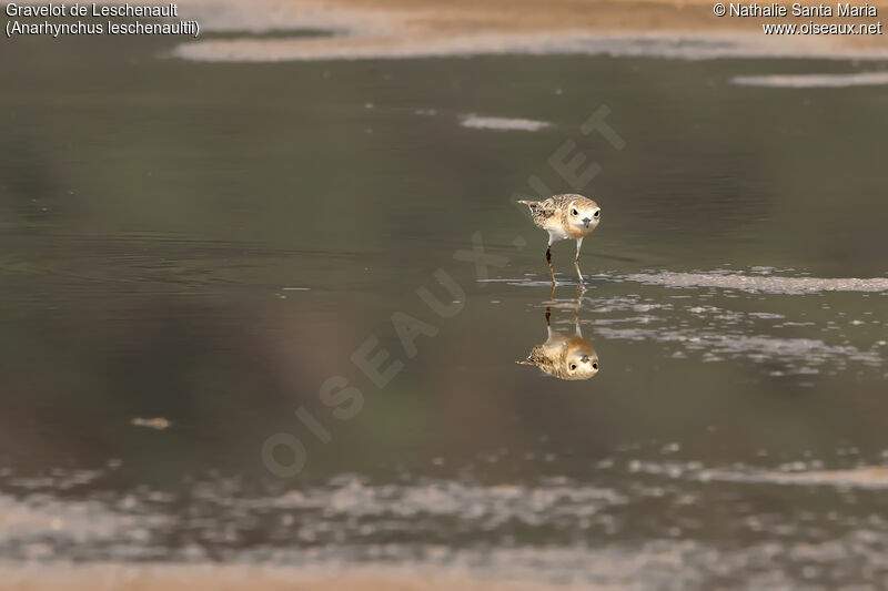 Greater Sand Ploveradult, identification, habitat