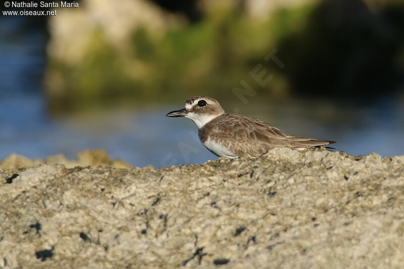 Wilson's Ploveradult post breeding, identification