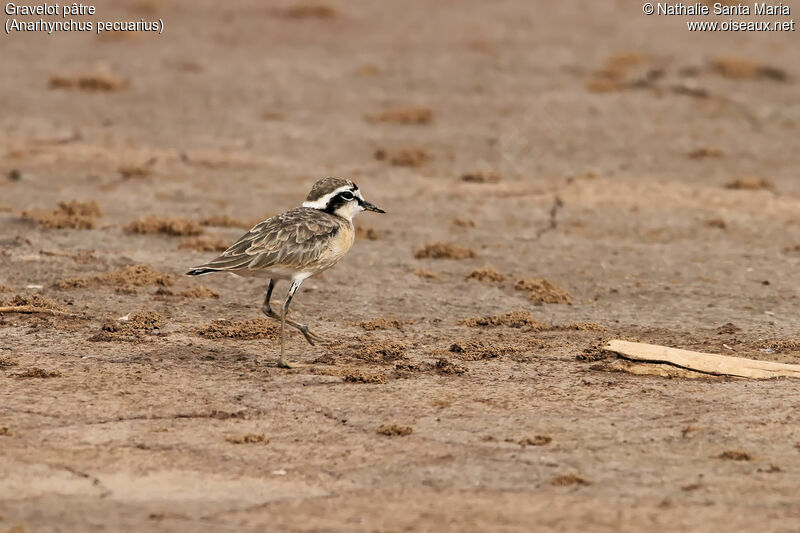 Kittlitz's Ploveradult breeding, identification, habitat, walking