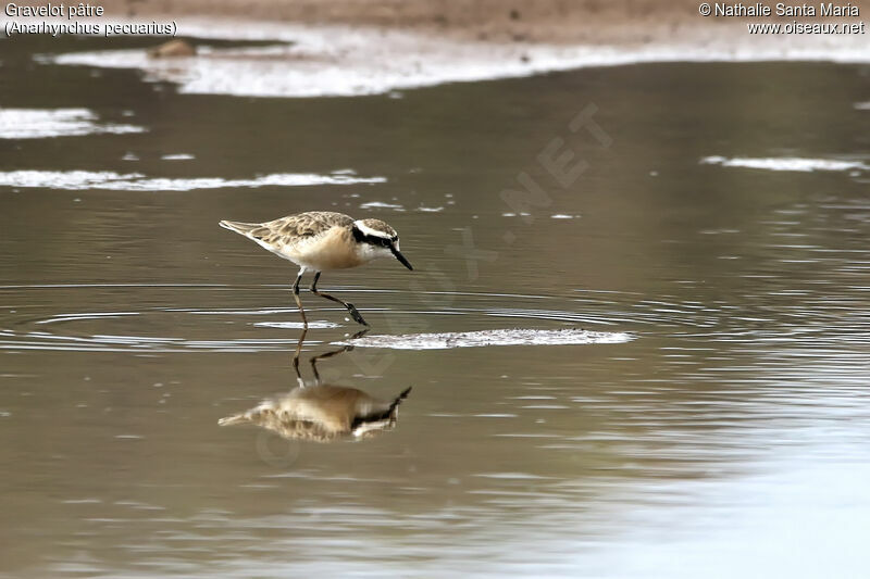 Kittlitz's Ploveradult breeding, identification, habitat, walking