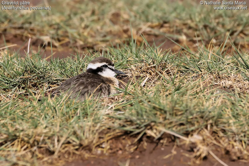 Kittlitz's Ploverimmature, identification, habitat