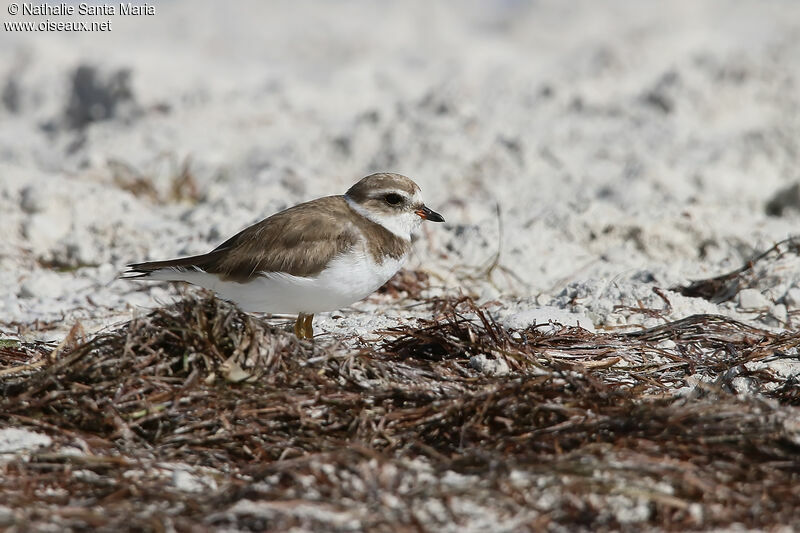 Semipalmated Plover, identification