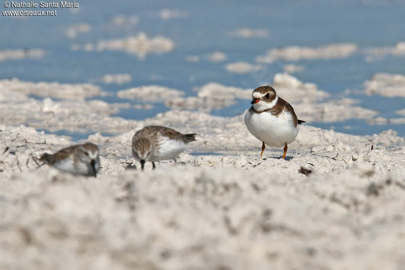 Semipalmated Ploveradult post breeding, identification