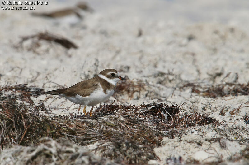 Semipalmated Plover, habitat