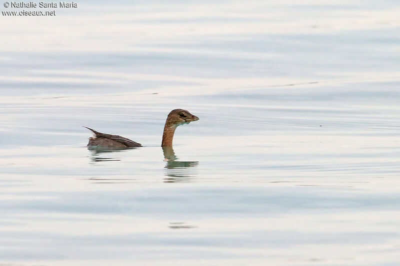 Pied-billed Grebeimmature, identification, swimming