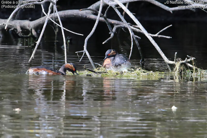 Grèbe à cou noiradulte nuptial, habitat, Nidification