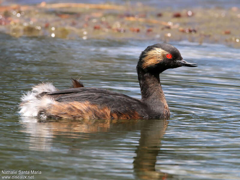 Grèbe à cou noiradulte nuptial, portrait, nage, Comportement