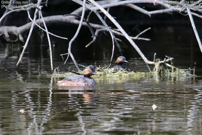 Grèbe à cou noiradulte, habitat, Nidification