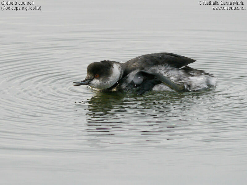 Black-necked Grebeadult post breeding, identification, Behaviour