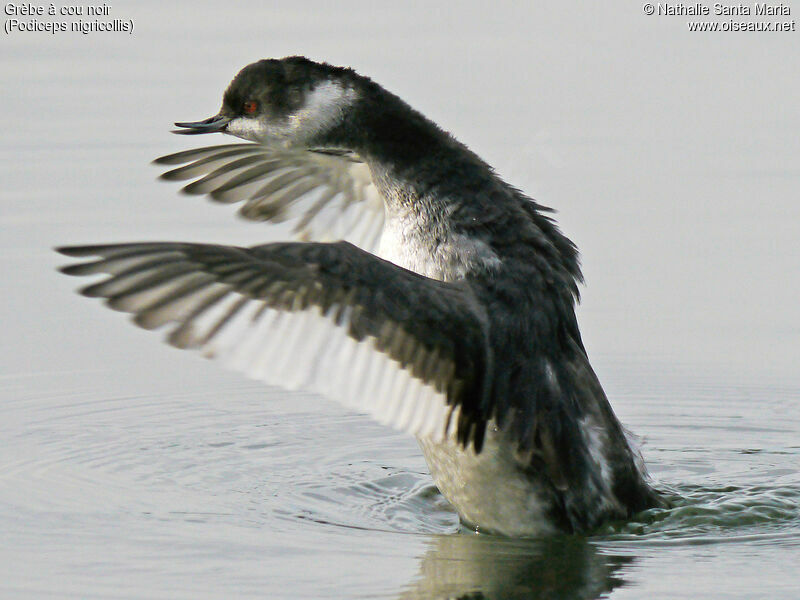 Black-necked Grebeadult post breeding, identification, Behaviour