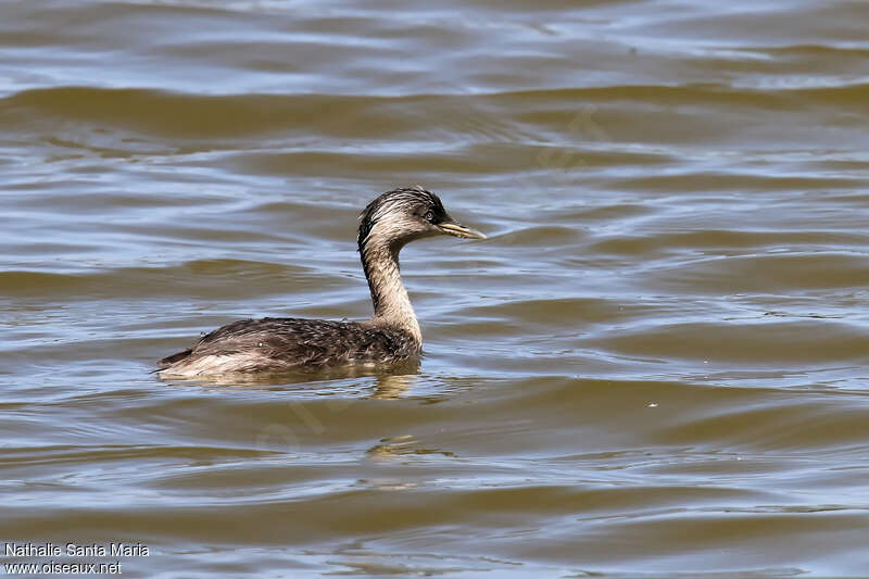 Hoary-headed Grebeadult, swimming