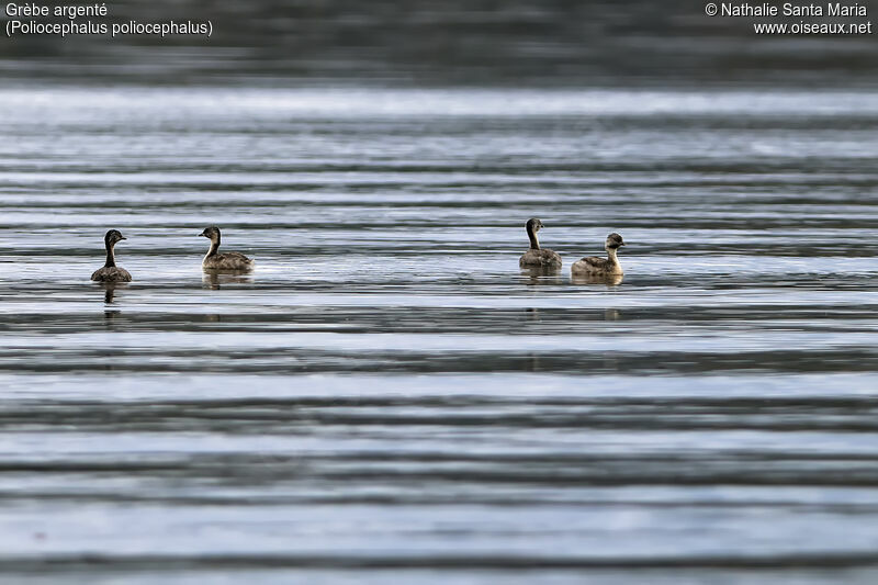 Hoary-headed Grebe, swimming