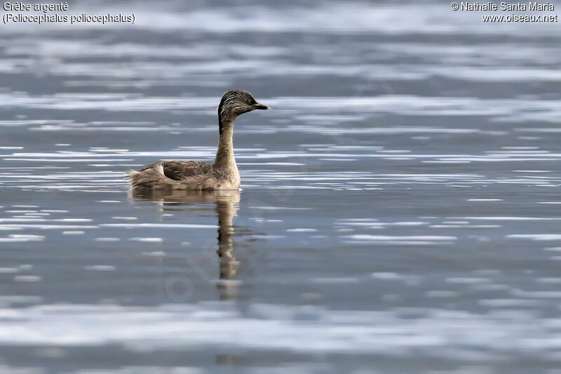 Grèbe argentéadulte, identification, nage