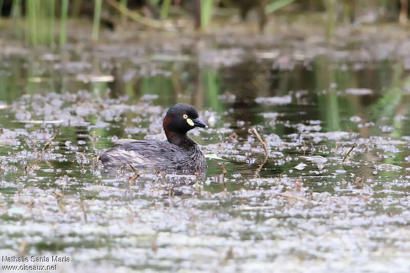 Australasian Grebeadult breeding, swimming