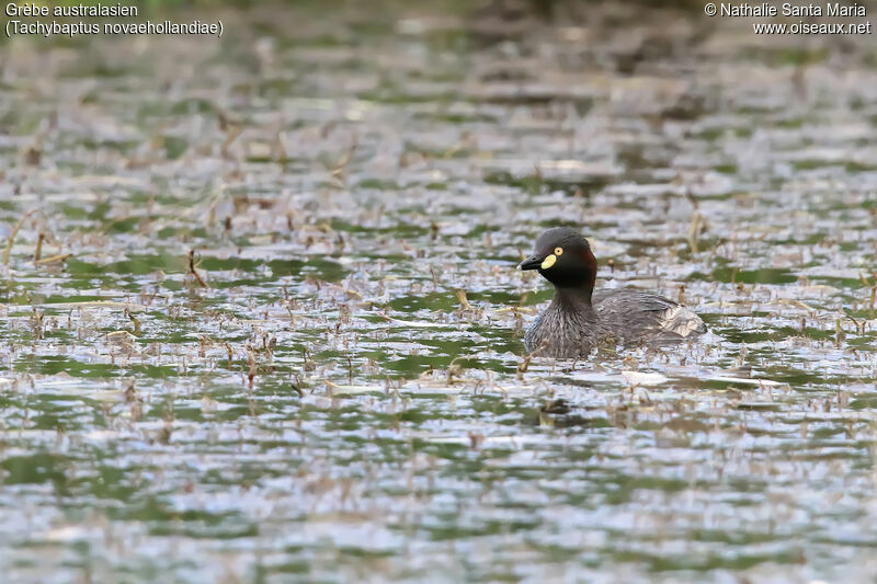 Australasian Grebeadult breeding, identification, swimming