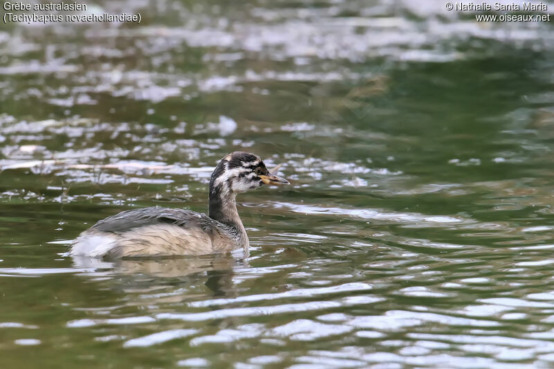 Australasian Grebejuvenile, identification, swimming