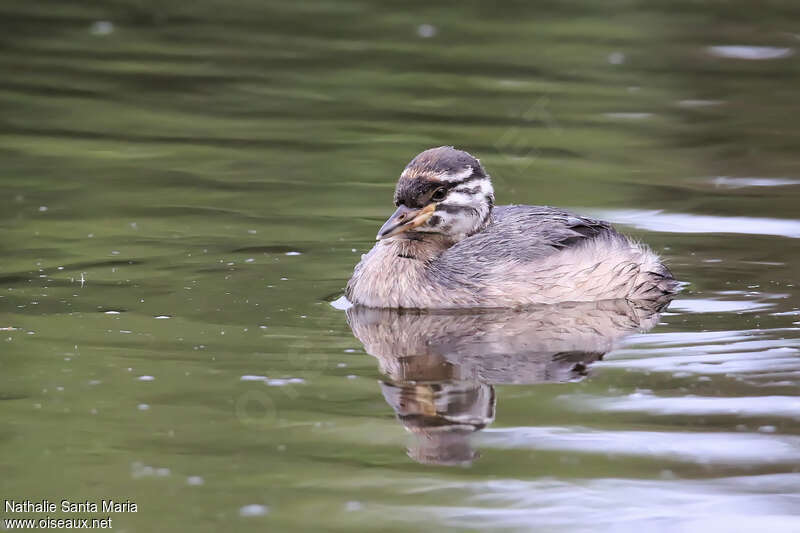 Australasian Grebejuvenile, identification, swimming