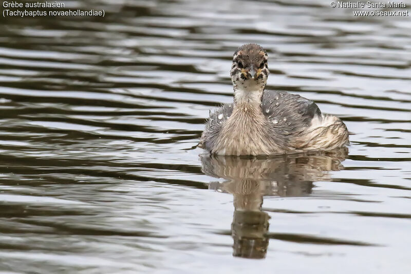 Australasian Grebejuvenile, identification, swimming