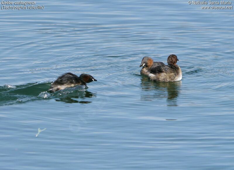 Little Grebeadult breeding, habitat, Behaviour