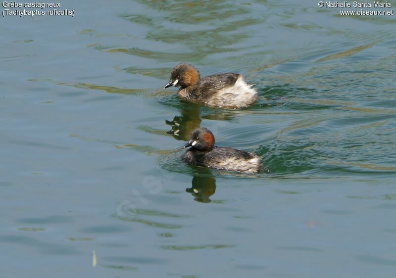 Little Grebeadult breeding, habitat, swimming, Behaviour