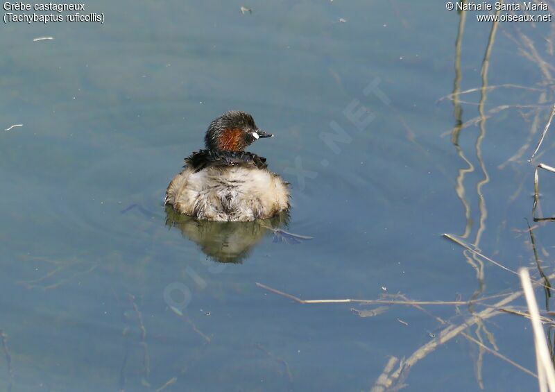 Little Grebeadult breeding, habitat, swimming, Behaviour